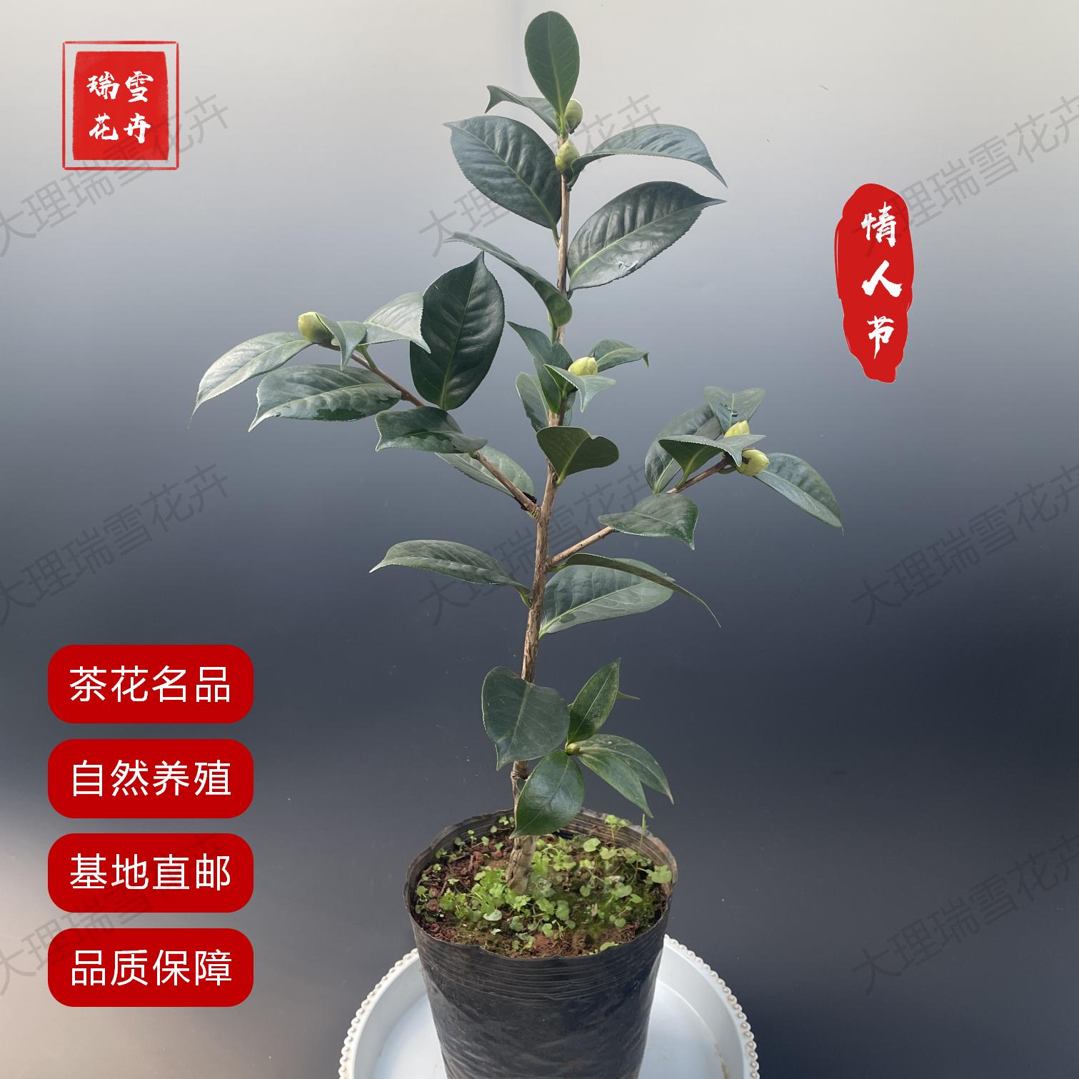 云南茶花传统名品情人节自然养殖壮苗庭院阳台客厅绿植花卉山茶花
