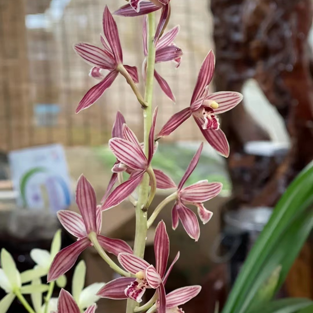 三火蘭业（兰花直播间竞拍）付米链接