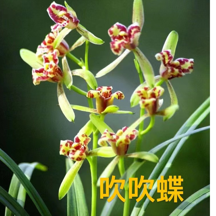 仙山仙女（吹吹蝶）夏季开花易花易草自然苗（2苗不带盆）兰花草绿植