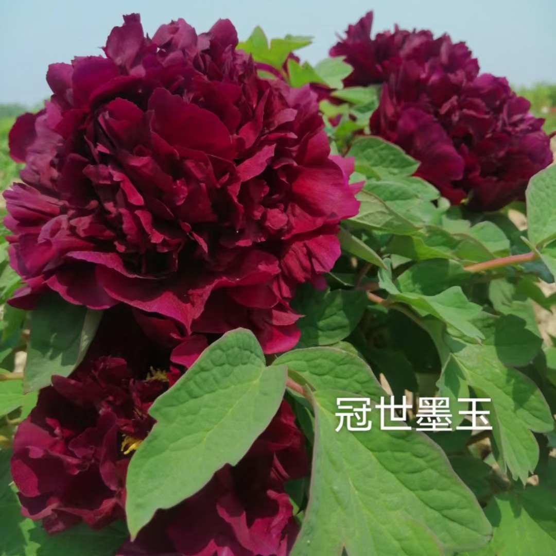 【冠世墨玉】洛阳重瓣观赏牡丹花大花绿植花卉盆栽好养