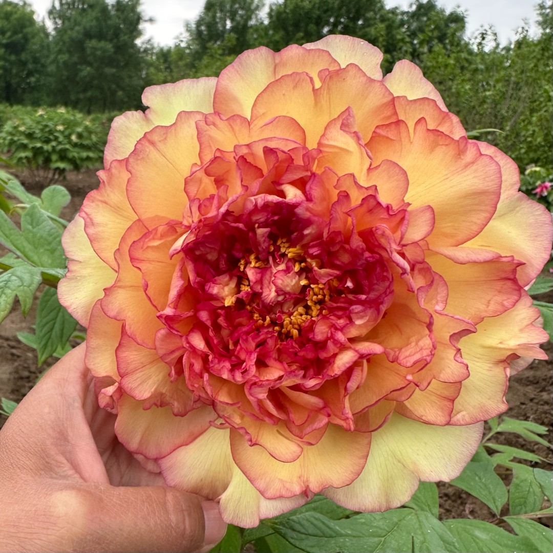 {金阁}洛阳重瓣观赏牡丹花大花绿植花卉盆栽地栽好养