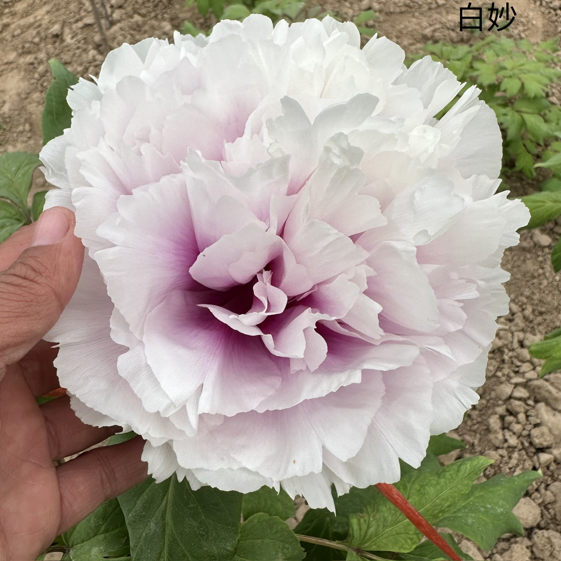 {白庙}正宗洛阳观赏牡丹精品牡丹包对版基地直发好养