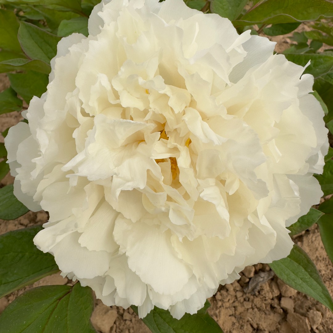 {白雪公主}洛阳重瓣观赏牡丹花大花绿植花卉盆栽好养