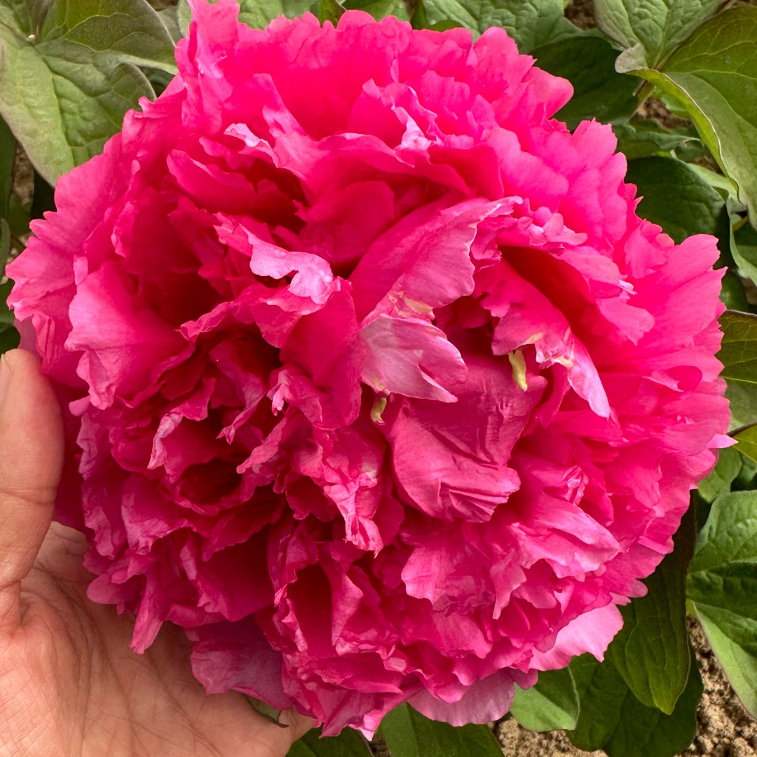 【卷叶红】洛阳重瓣观赏牡丹花大花绿植花卉盆栽耐寒好养