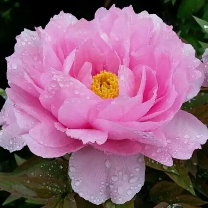 {八千代椿}正宗洛阳重瓣千层牡丹花多层大花花卉盆栽