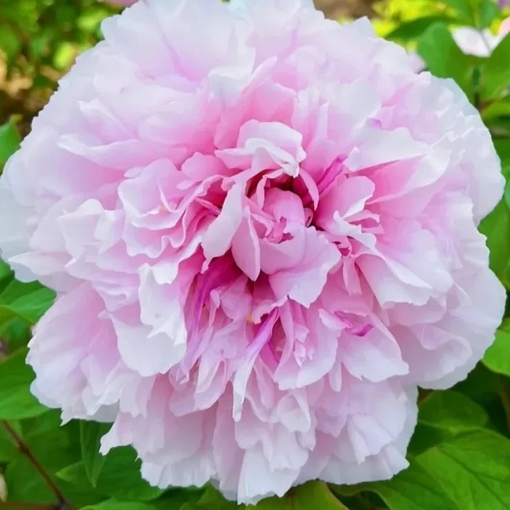 【雪映桃花】洛阳重瓣观赏牡丹花大花绿植花卉盆栽好养