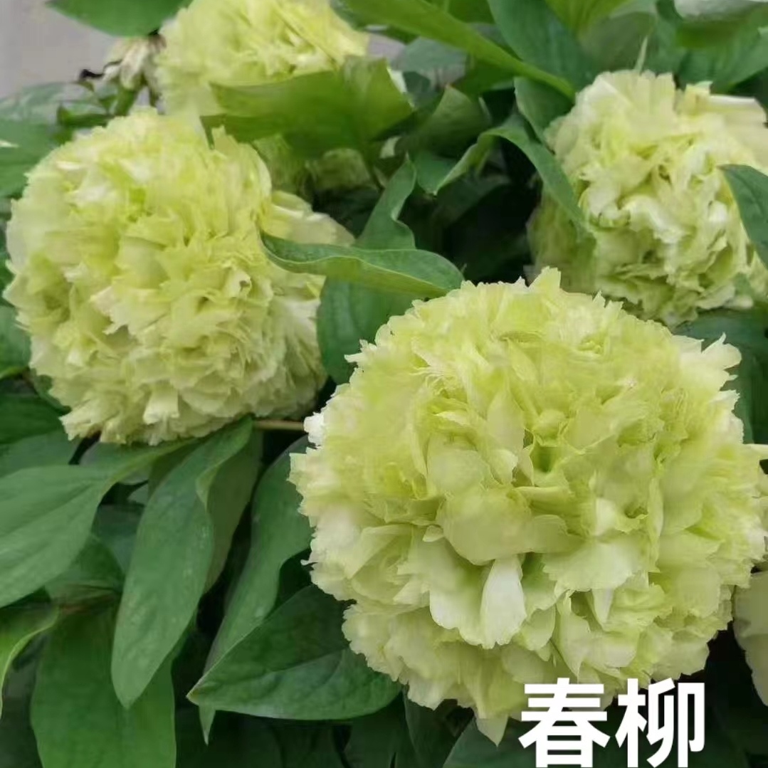 {春柳}洛阳正宗直发重瓣观赏牡丹花大花绿植花卉盆栽