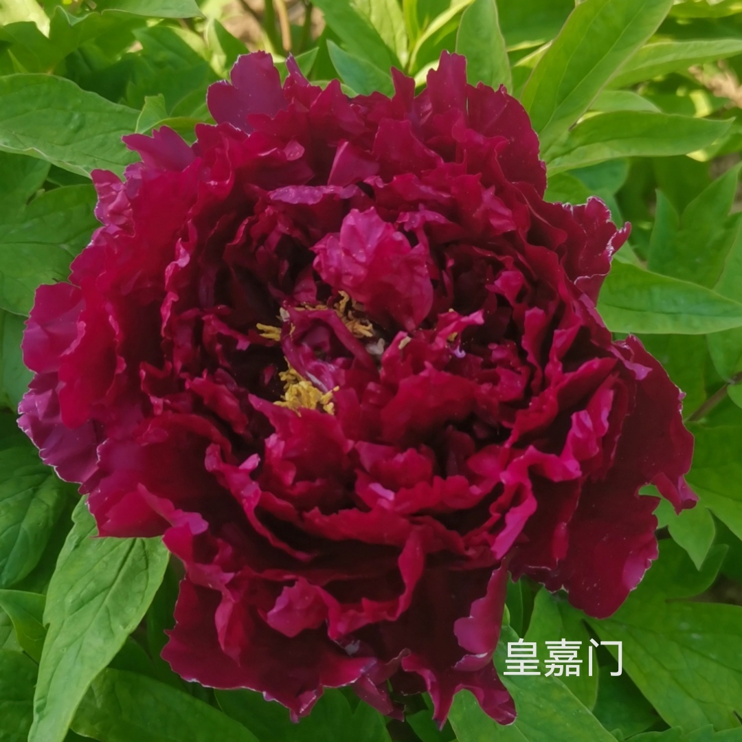【皇嘉门】洛阳精品重瓣观赏牡丹花大花绿植花卉耐寒好养