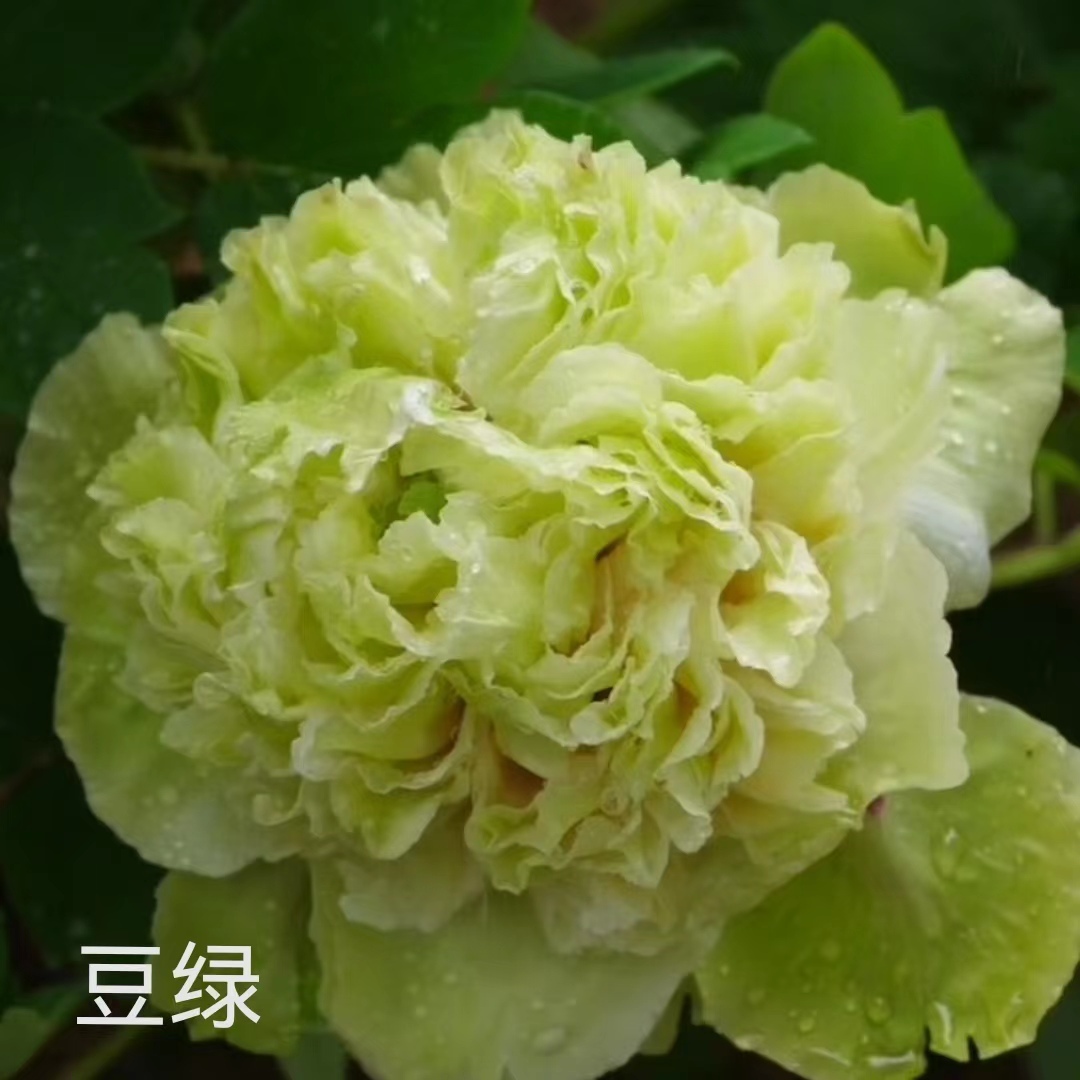 {豆绿}洛阳重瓣观赏牡丹花大花绿植花卉盆栽好养