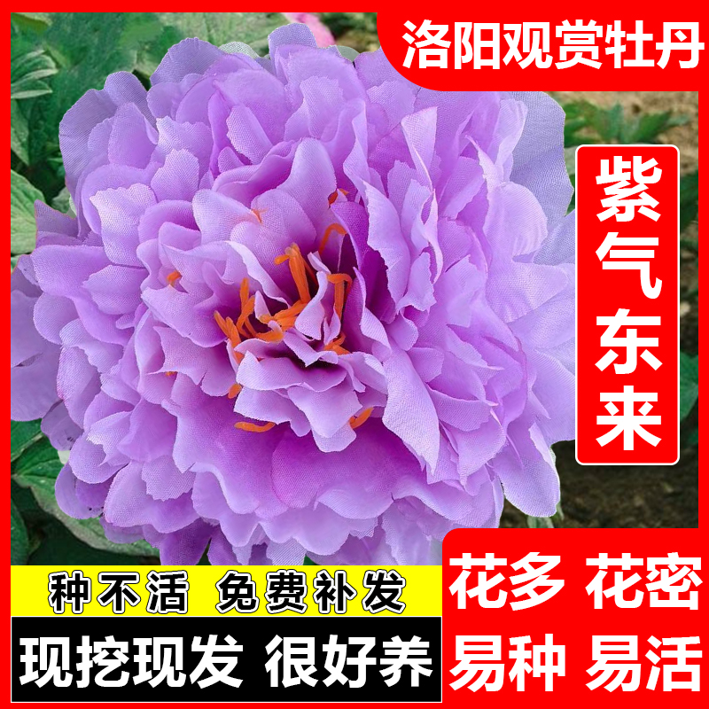 {紫气东来}正宗洛阳发货精品牡丹观赏牡丹包对版基地发