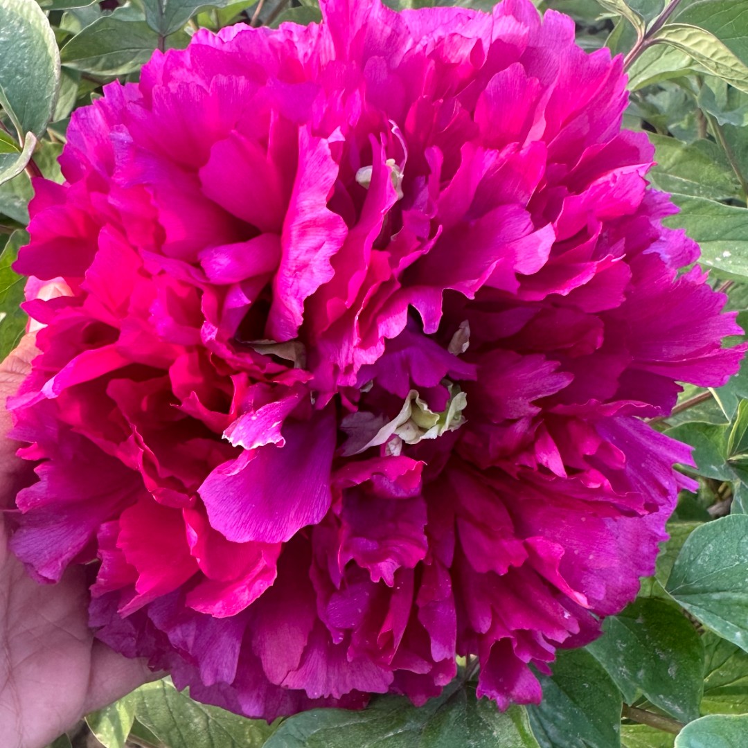 {百园红}洛阳重瓣观赏牡丹花大花绿植花卉地栽盆栽好养