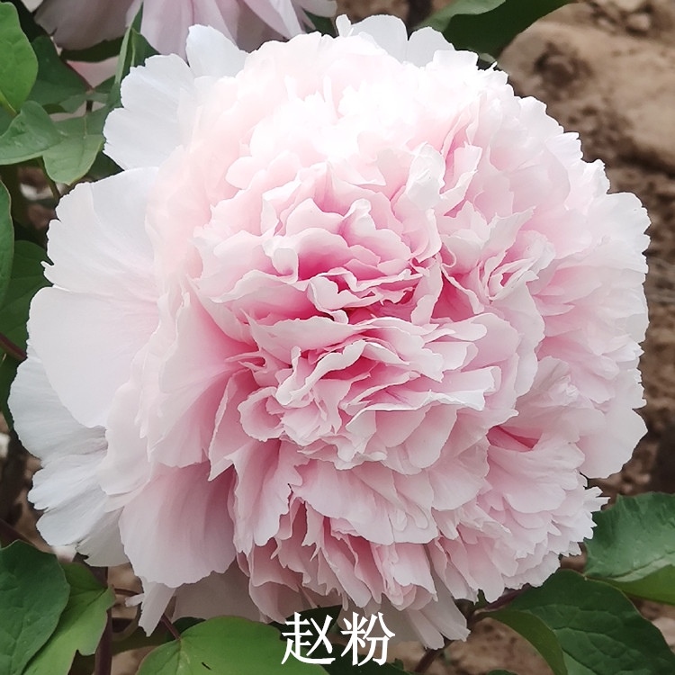 【赵粉】洛阳重瓣观赏牡丹花大花绿植花卉盆栽好养易成活