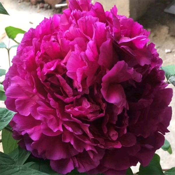【彭州紫】洛阳重瓣观赏牡丹花大花绿植花卉盆栽地栽好养