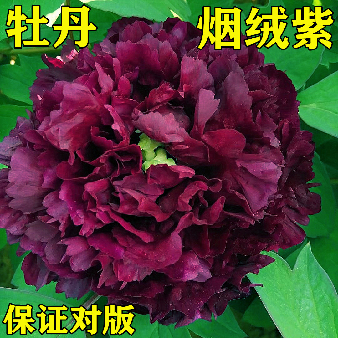【烟笼紫】洛阳重瓣观赏牡丹花大花绿植花卉盆栽好养