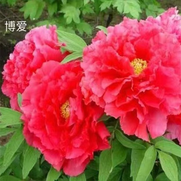 {博爱}正宗洛阳重瓣精品观赏牡丹花绿植花卉盆栽好养