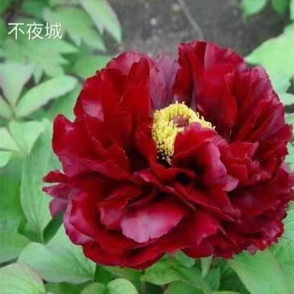 {不夜城}正宗洛阳牡丹花花大盆栽耐寒好养基地种植直发