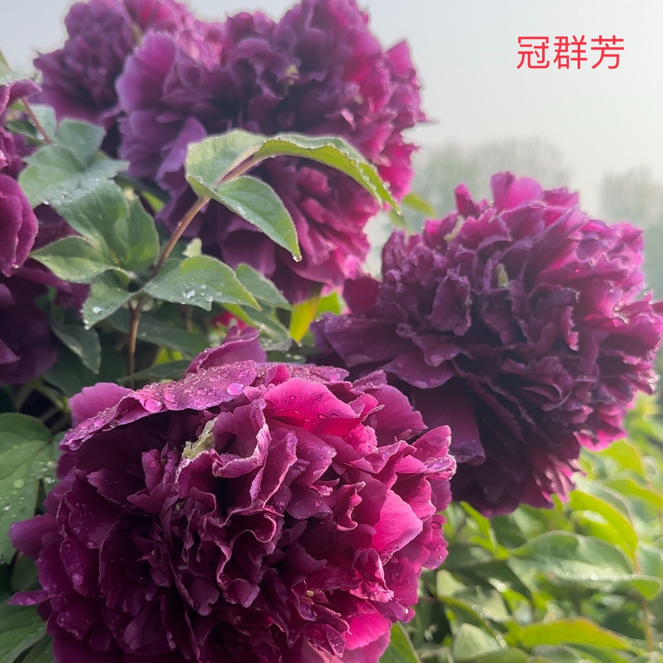 {冠群芳}洛阳重瓣观赏牡丹花大花绿植花卉盆栽地栽好养