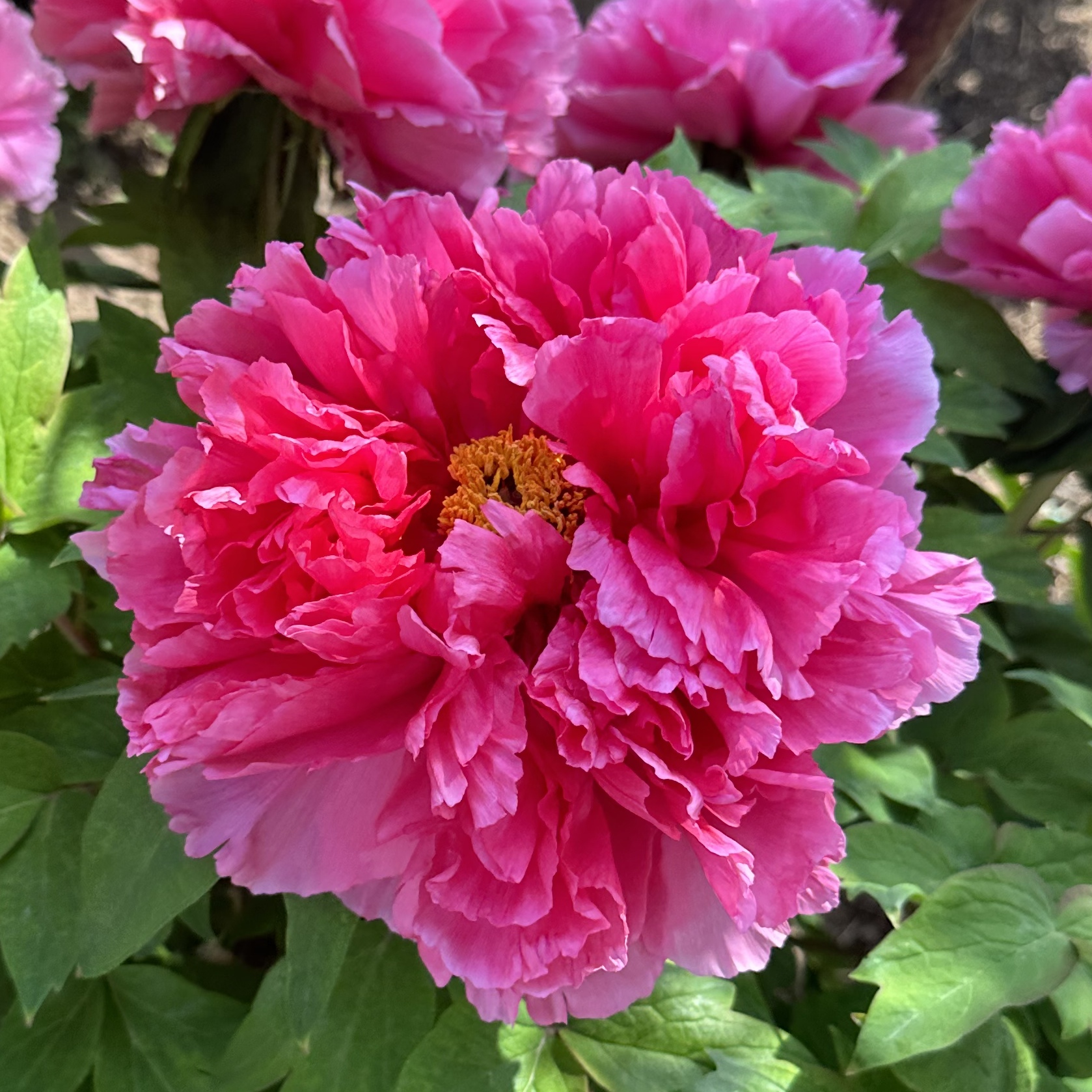 {文海}正宗洛阳重瓣观赏牡丹花大花绿植花卉盆栽好养