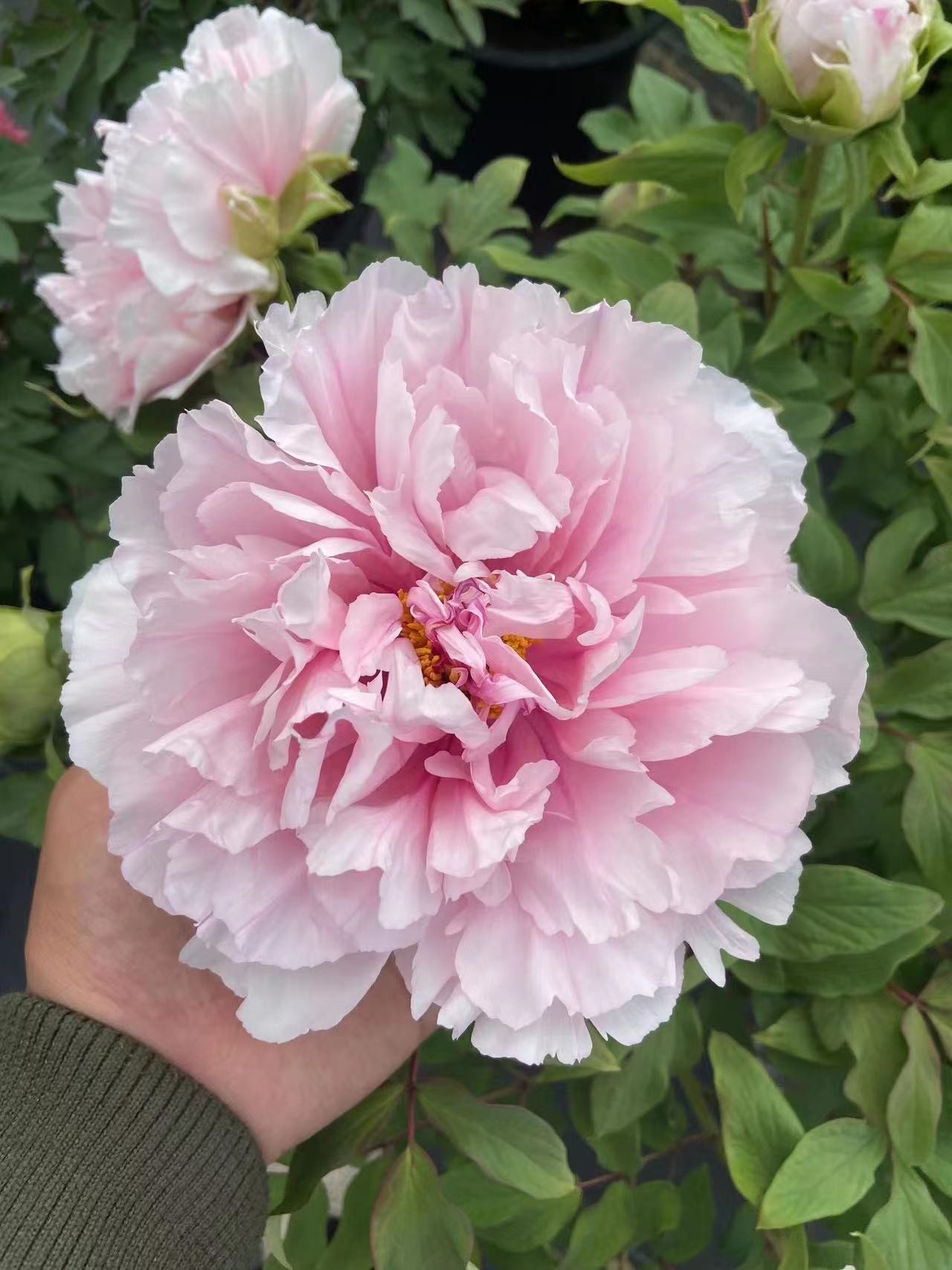 【擎天粉】洛阳重瓣观赏牡丹花大花绿植花卉盆栽好养