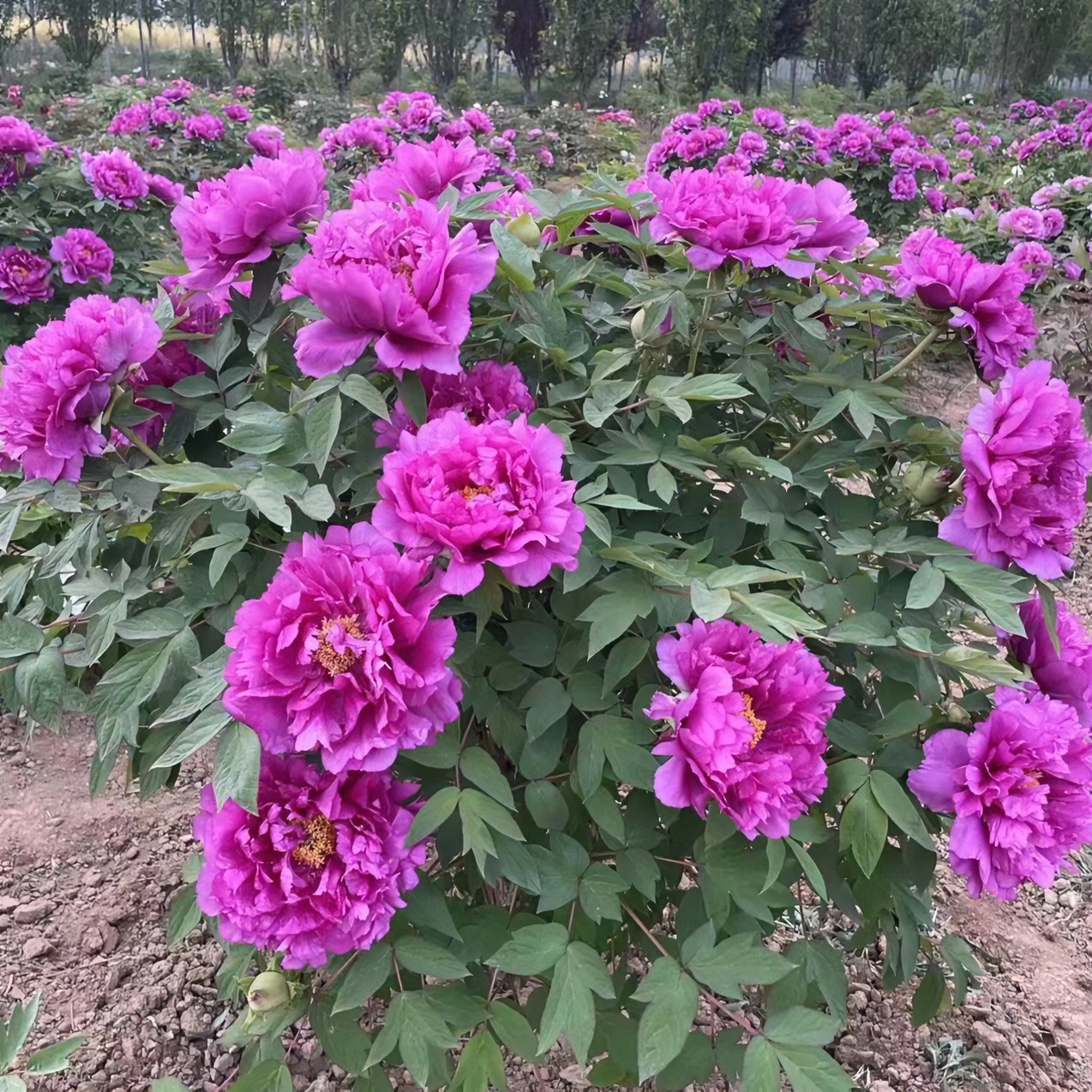 {长寿红}洛阳观赏重瓣牡丹花树苗大花多层花卉盆栽好养