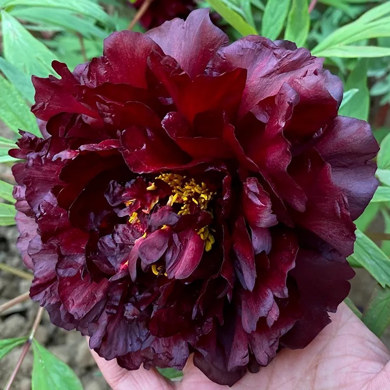 {黑豹}洛阳重瓣观赏牡丹花大花绿植花卉盆栽好养易成活