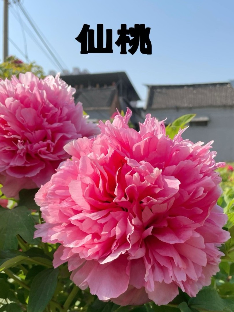 {原盆原土-仙桃}洛阳重瓣观赏牡丹花大花绿植花卉盆栽耐寒好养
