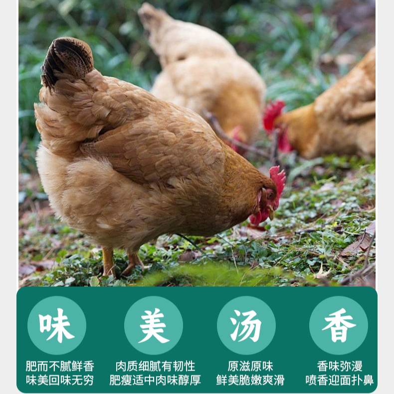 到手三只【顺丰包邮】散养土鸡走地鸡净膛发总重三只总重2千克左右