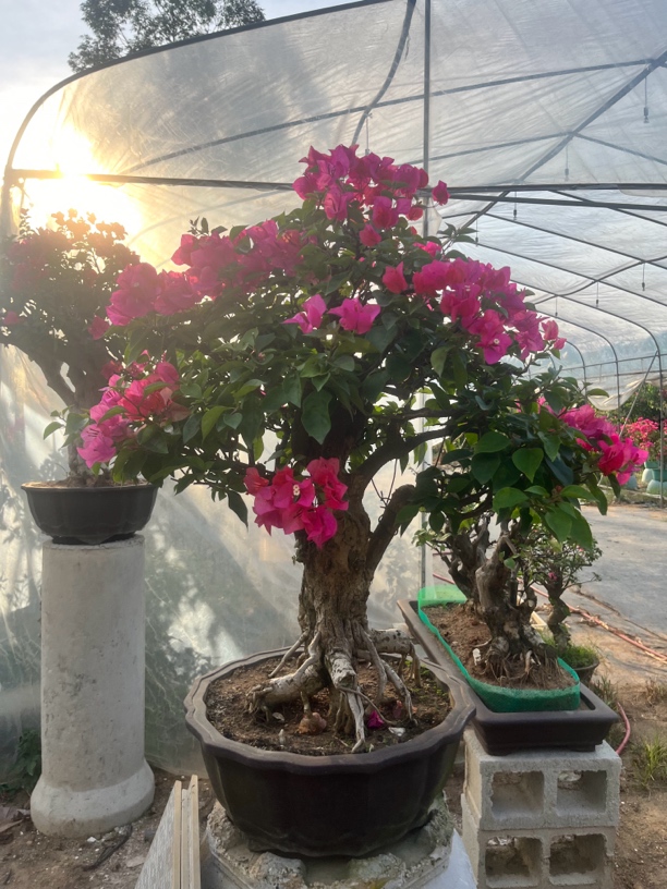 三角梅直播间一物一拍