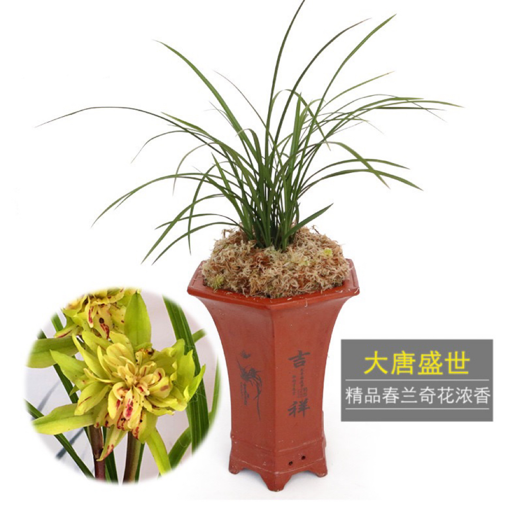 精品国兰余蝴蝶、大唐盛世奇花浓香室内阳台好养绿植卉兰花苗