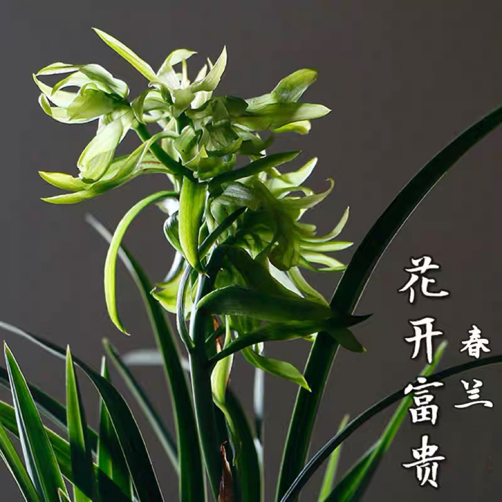 春兰【花开富贵】奇花名贵细叶浓香型种植兰花苗室内春季花卉绿植盆