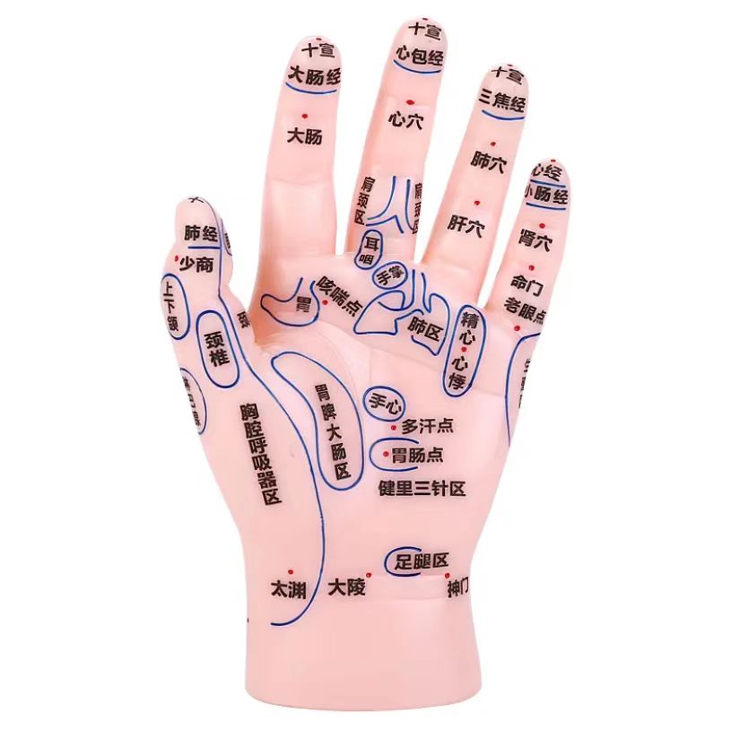 按摩针灸手部手掌手背反射区模型刻字高清软质练习教学模型17CM