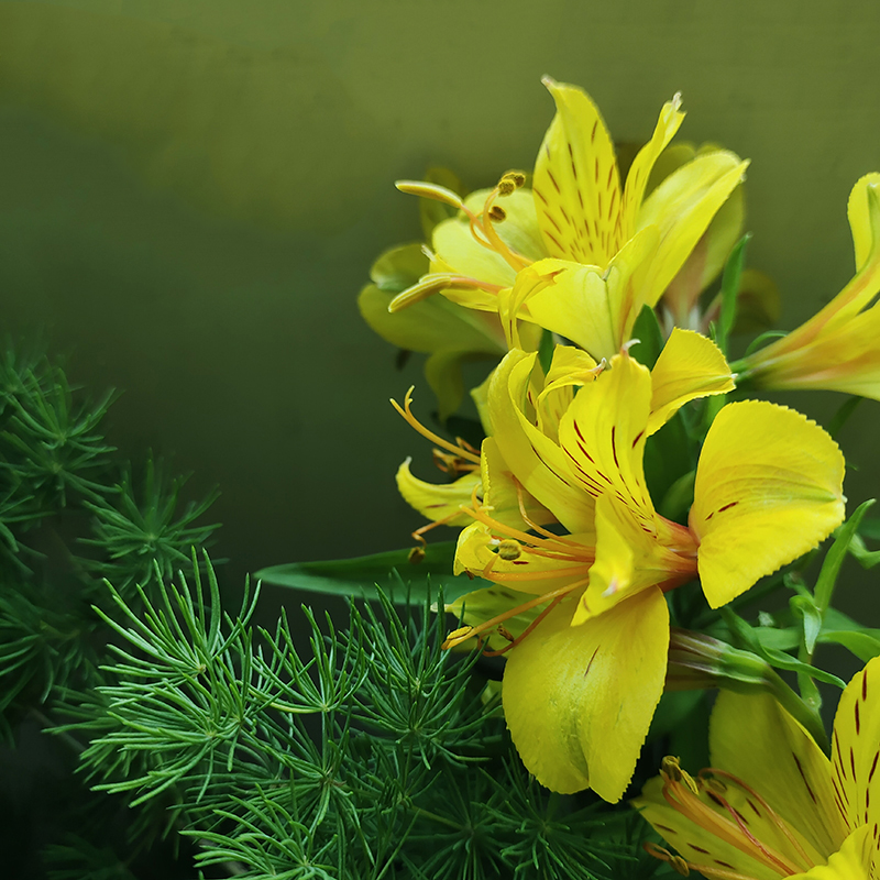 水仙百合鲜花新鲜六出花装饰鲜切花