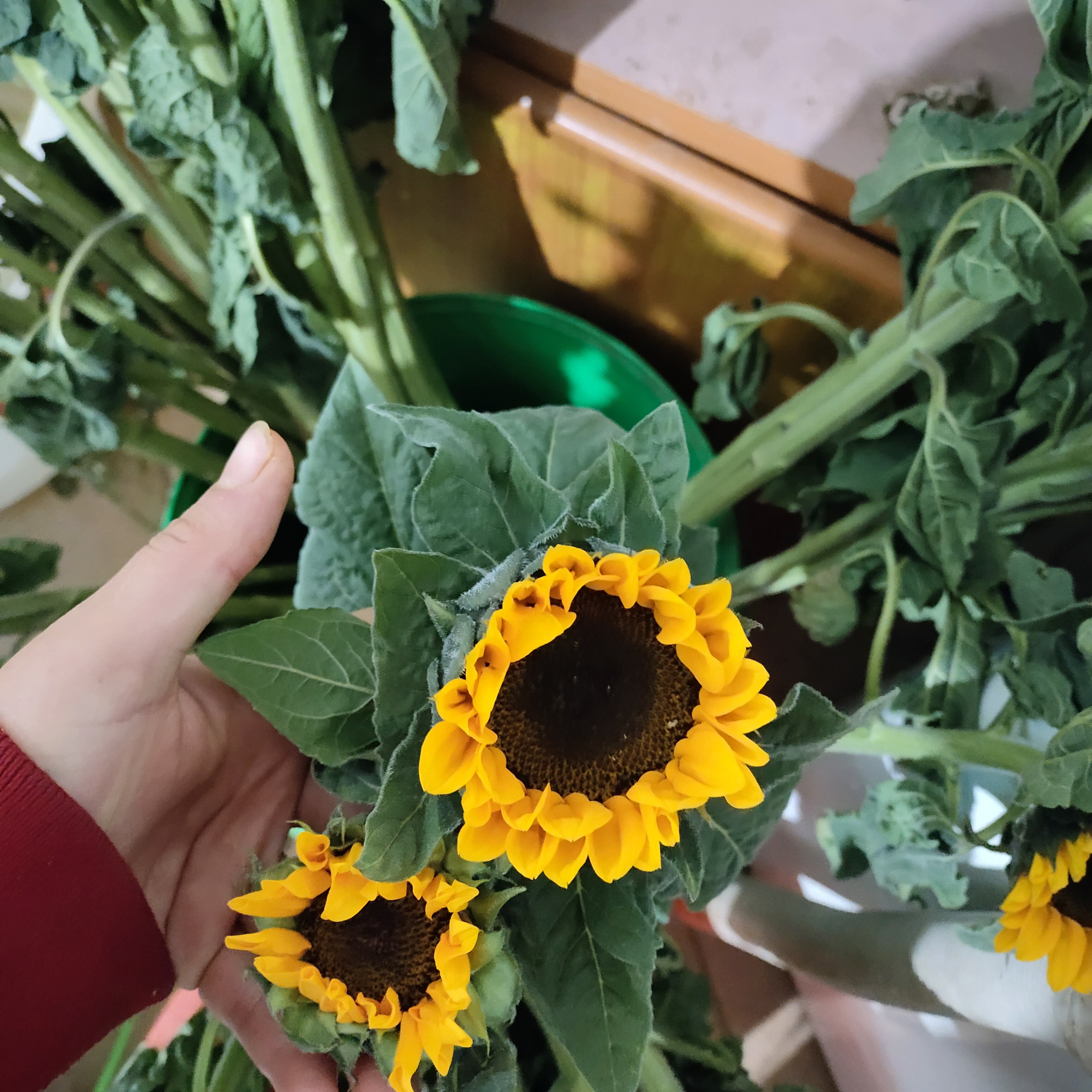 向日葵鲜花太阳花清新新鲜花束装饰送人礼物