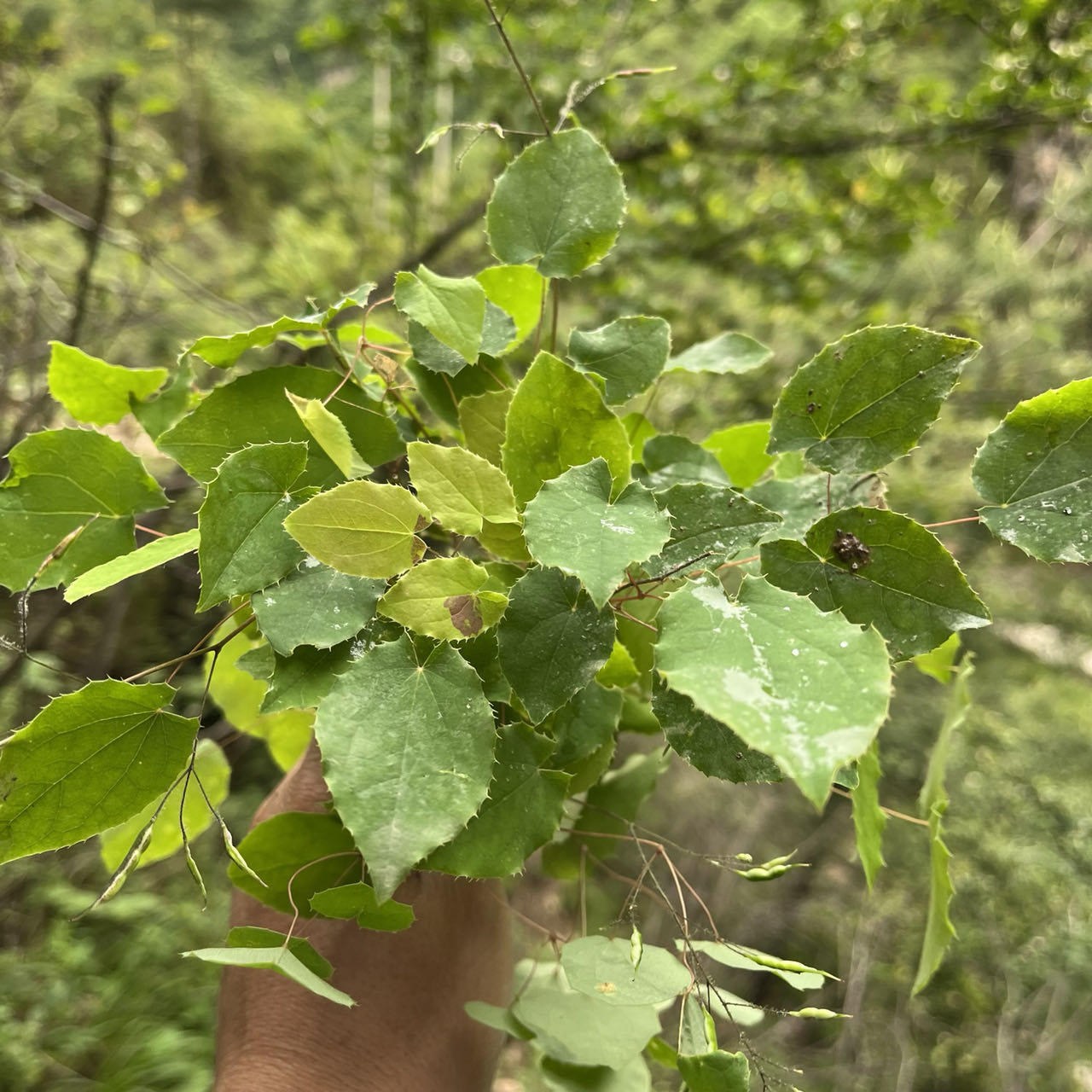 锯齿小圆叶 甘肃陇南产小圆叶 泡水 煮水 50克包邮 可搭配枸杞