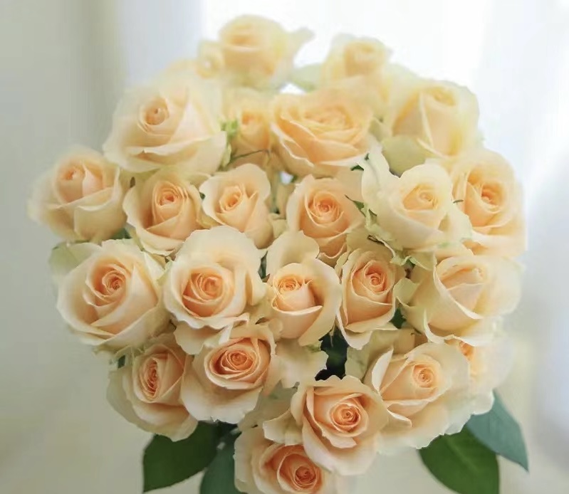 【花语轩优选】香槟+碎冰蓝+艾莎云南基地直发鲜切花