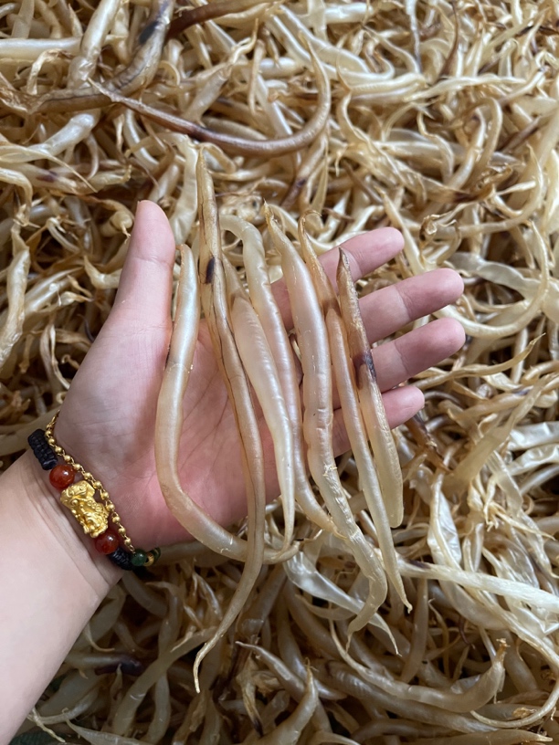 小规格饱气麻鱼瞟本港黄门鳗 