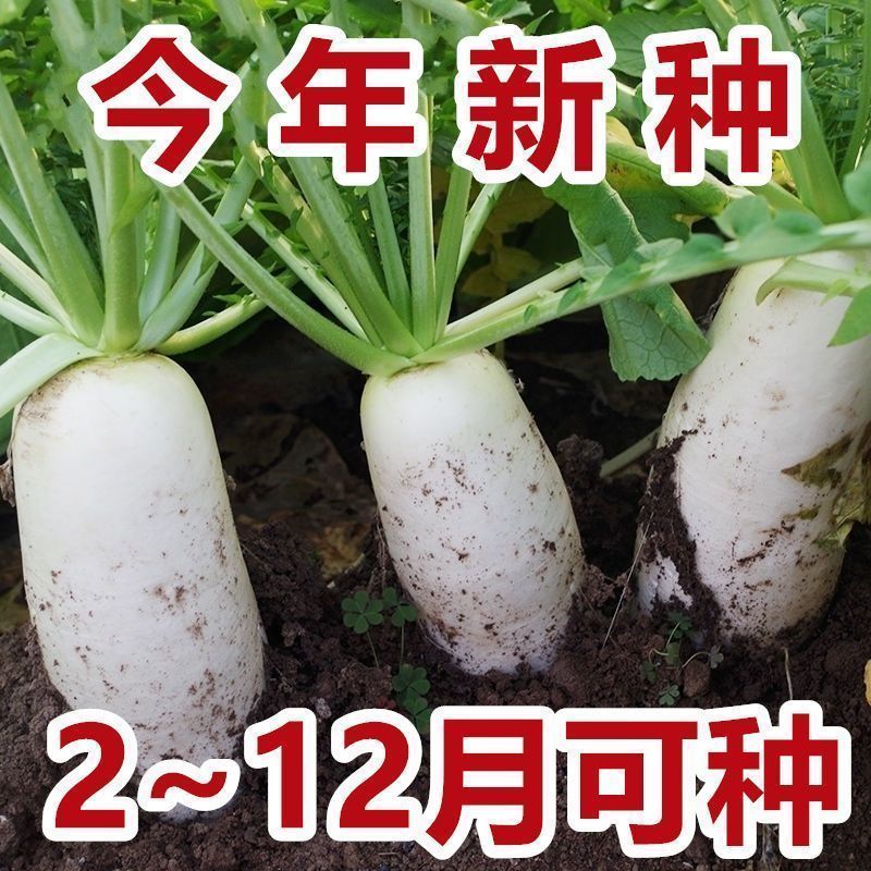 【耐热白罗卜】白玉萝卜早熟抗热抗病大白萝卜种子耐高温蔬菜