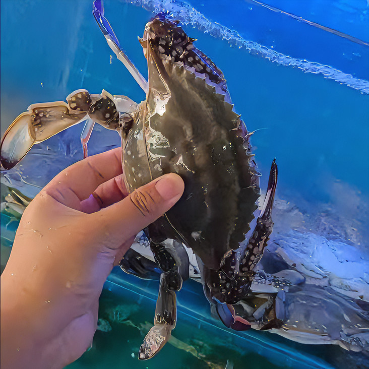 【保鲜不保活】带黄母蟹  单只3-5两/只  三斤到五斤