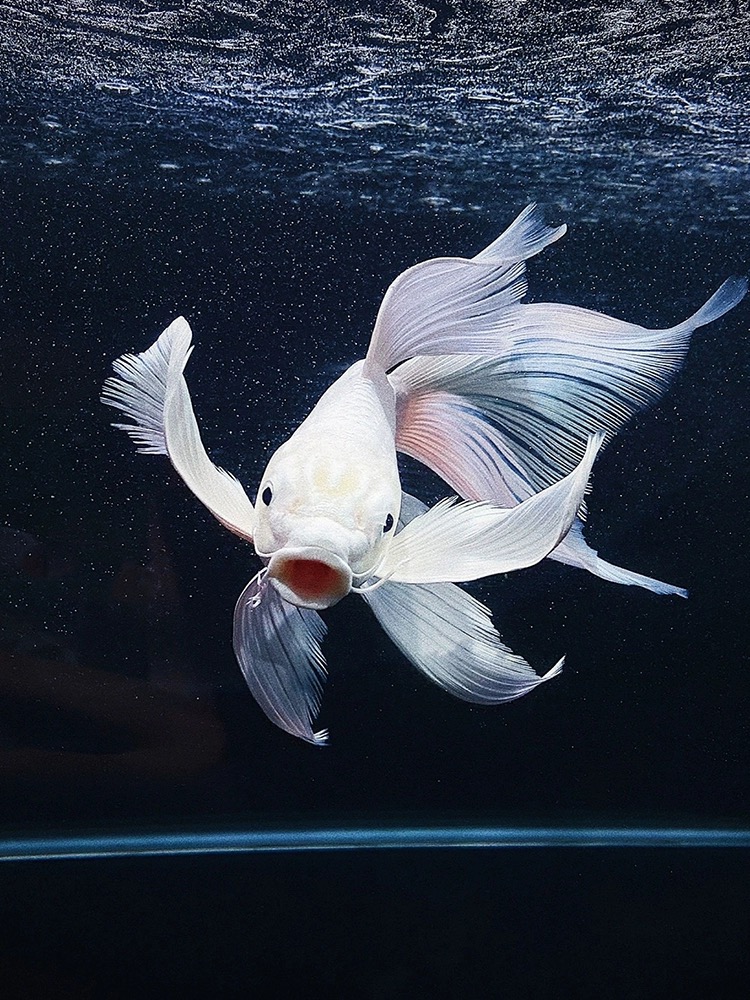 观赏鱼蝴蝶鲤养殖球体