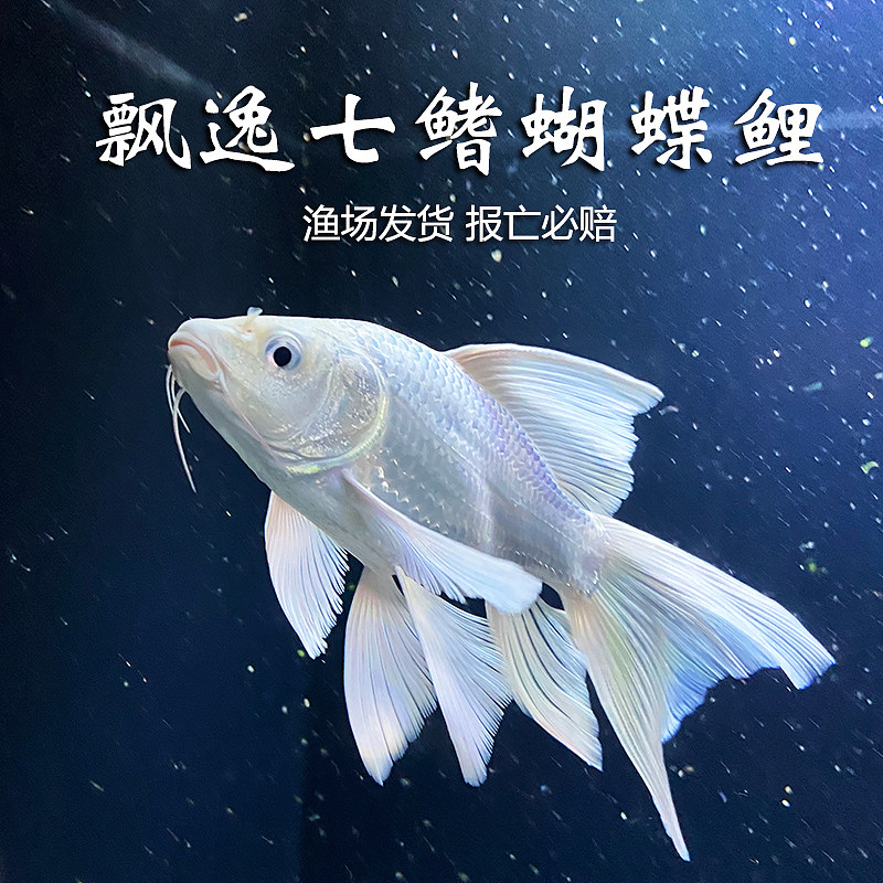 观赏鱼蝴蝶鲤养殖球体活体发货