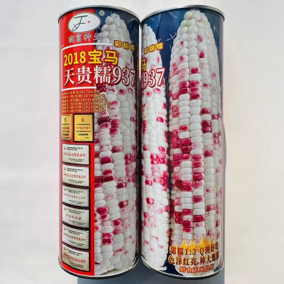 晓富彩甜糯2018宝马天贵糯937玉米种子大棒口感好非转小花玉米种