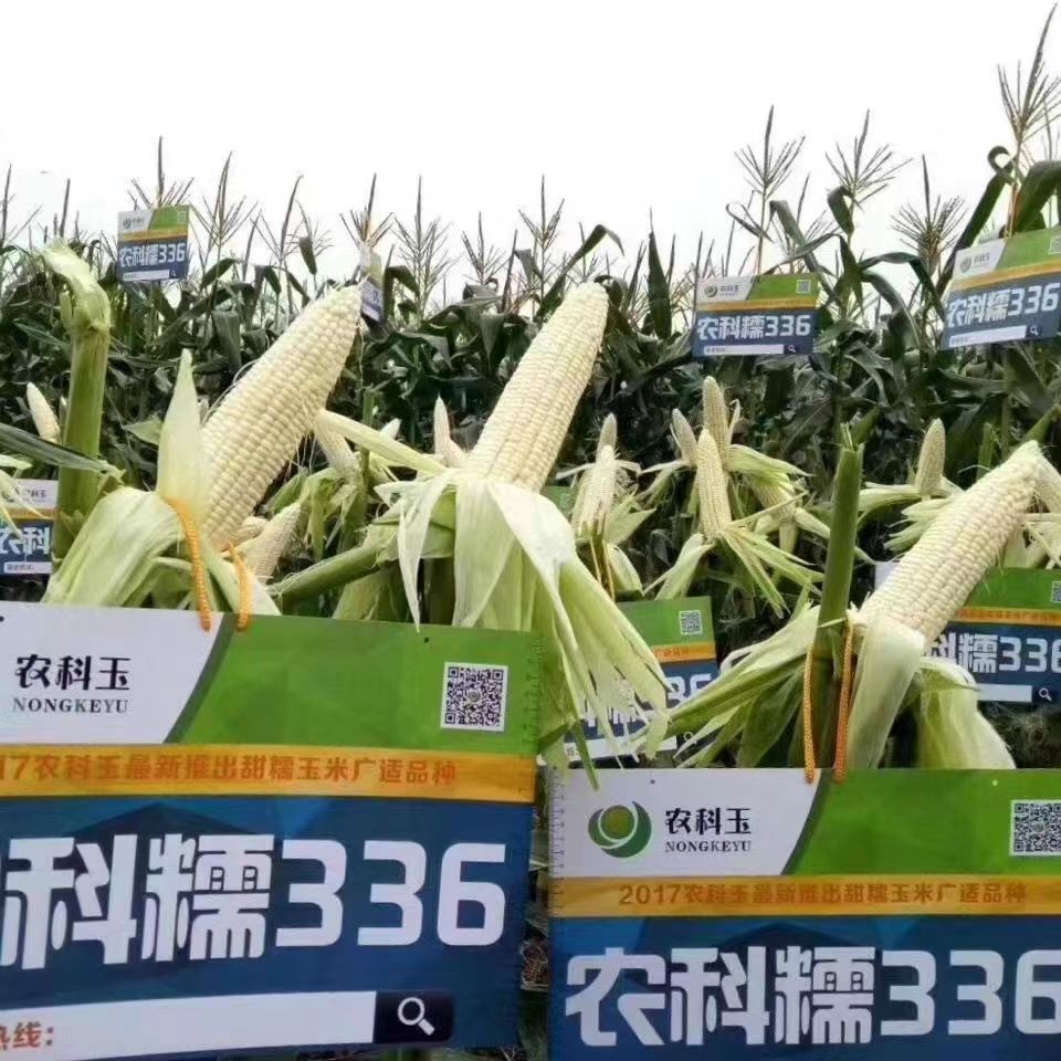 农科糯336白甜糯玉米种子高产大棒非转基因甜加糯白粘糯玉米种子