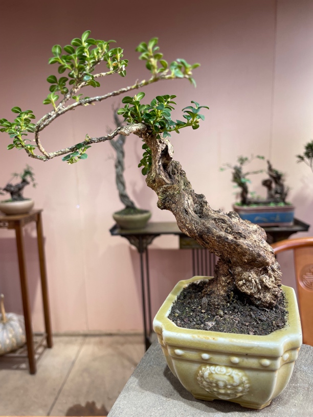 盆景直播下单链接