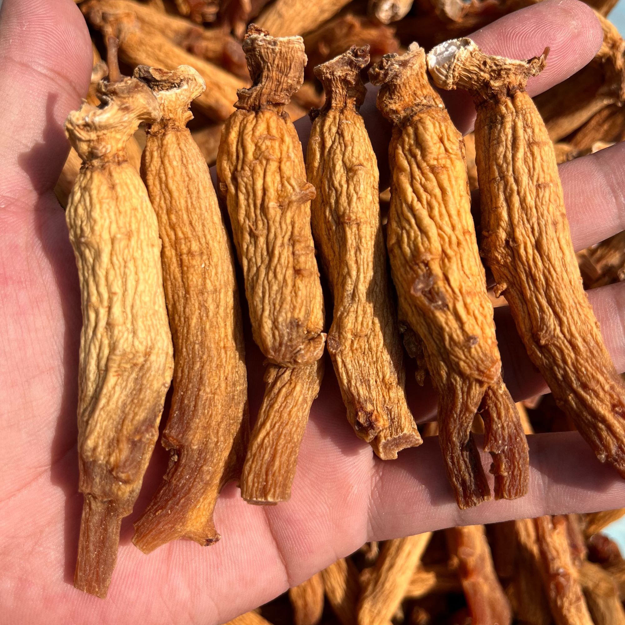 【长白山】韩种高丽参 