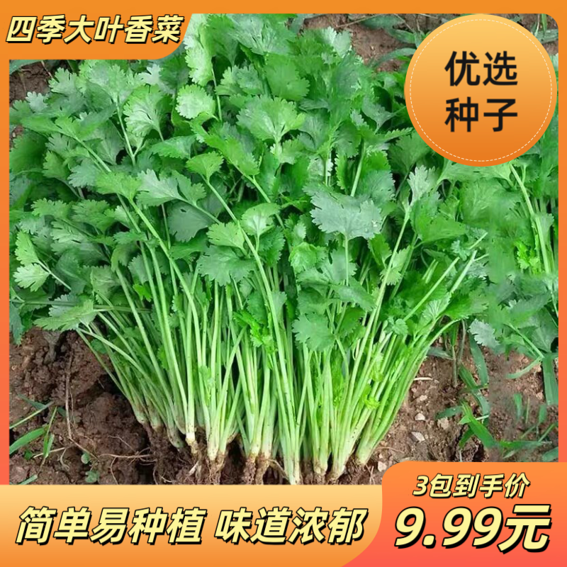 【三天发芽】四季快速香菜阳台室内花卉盆栽大叶耐热耐寒秋冬蔬菜商品图