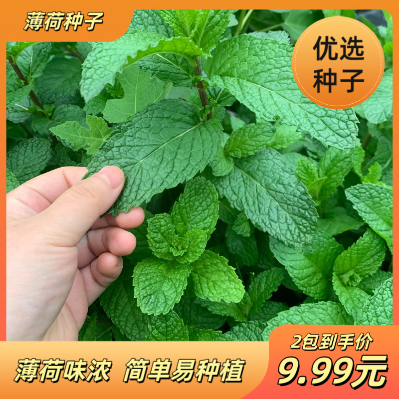 薄荷种子食用薄荷盆栽驱蚊四季开花易活香草籽室内花卉蔬菜种子
