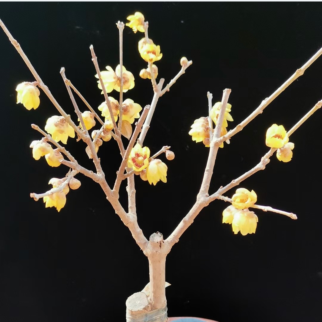 素心腊梅品种腊梅花树苗庭院盆栽耐寒梅花盆景
