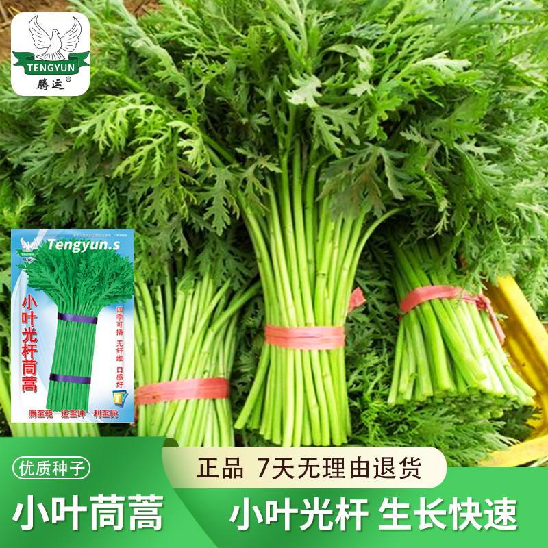 小叶光杆茼蒿种子 皇帝菜四季蔬菜籽青菜茼蒿菜籽阳台小院种耐热