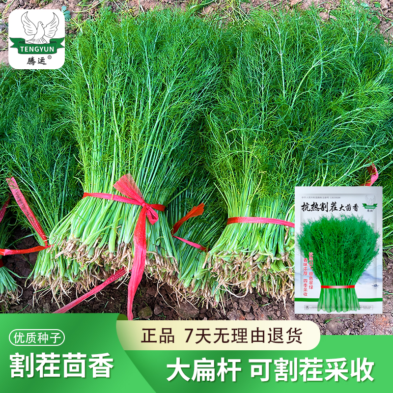 割茬茴香种子 耐热小茴香多茬收割四季蔬菜种子阳台盆栽易种简单