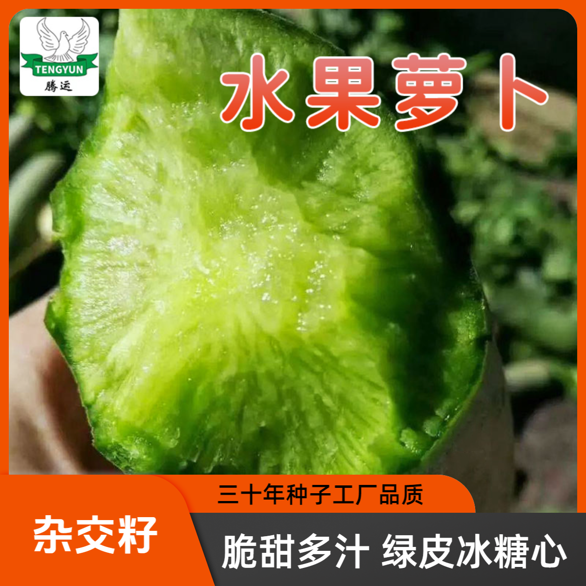 冰糖水果萝卜种子正品原装北方萝卜籽正宗潍县青萝卜种子蔬菜种子